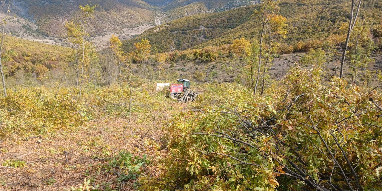 Ormanda Odun Keserken Vuruldu