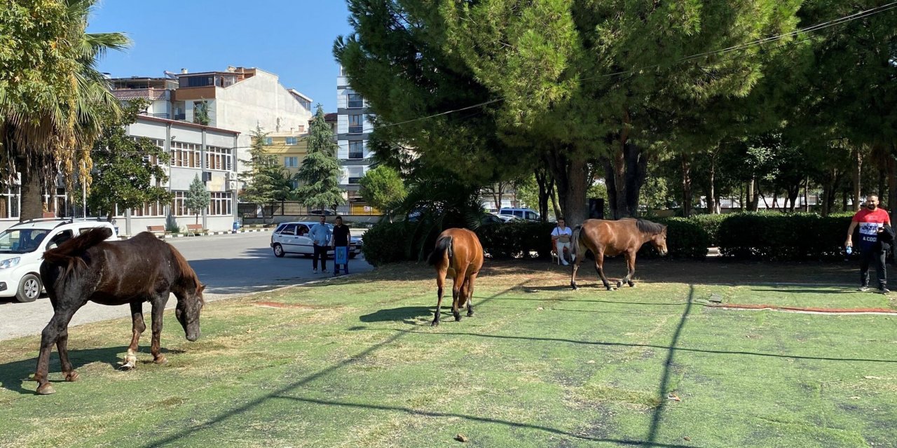 Spil'in Simgesi Yılkılar, Kent Merkezine İndi