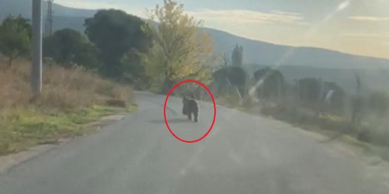 Otomobilin Önüne Çıkan Yavru Ayı Kamerada