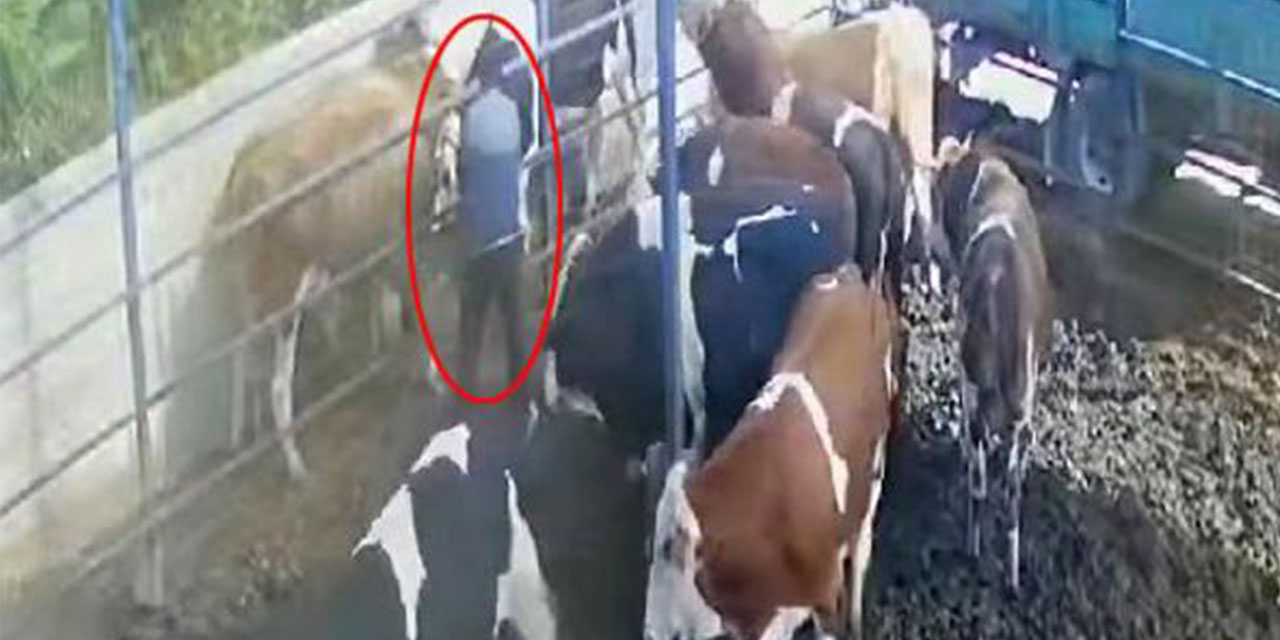 Boğanın Boynuz Darbesiyle Havaya Fırladı