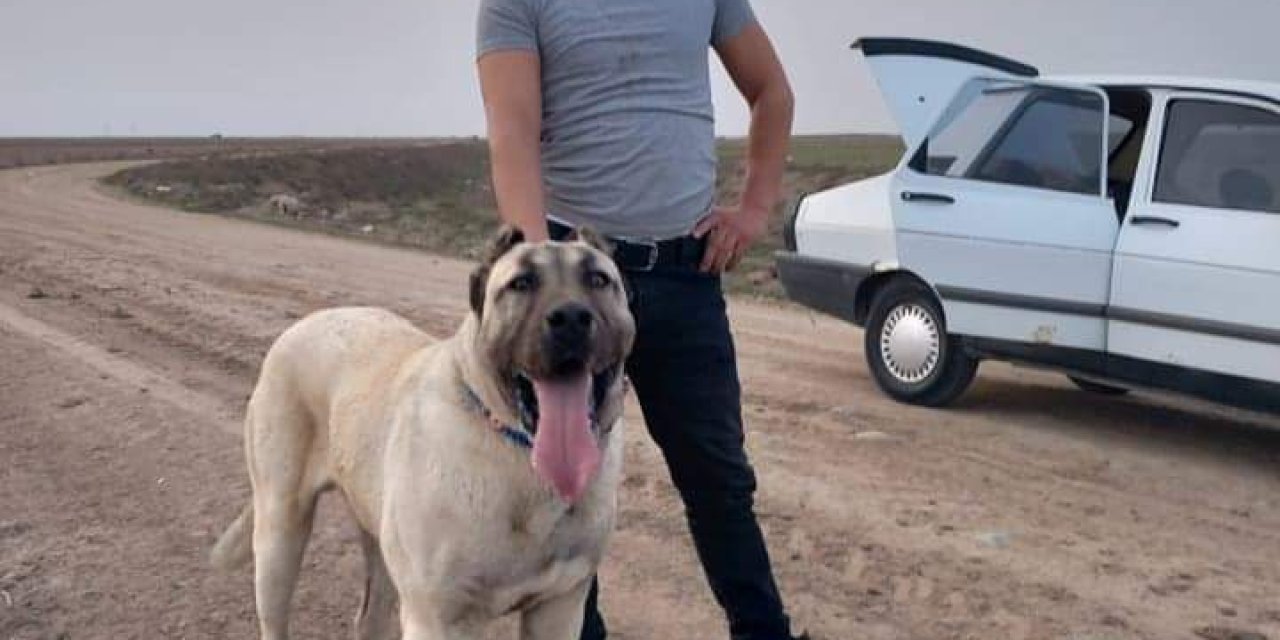 'Benim Köpeğim Daha İyi' Tartışmasında Komşusunu Vurdu