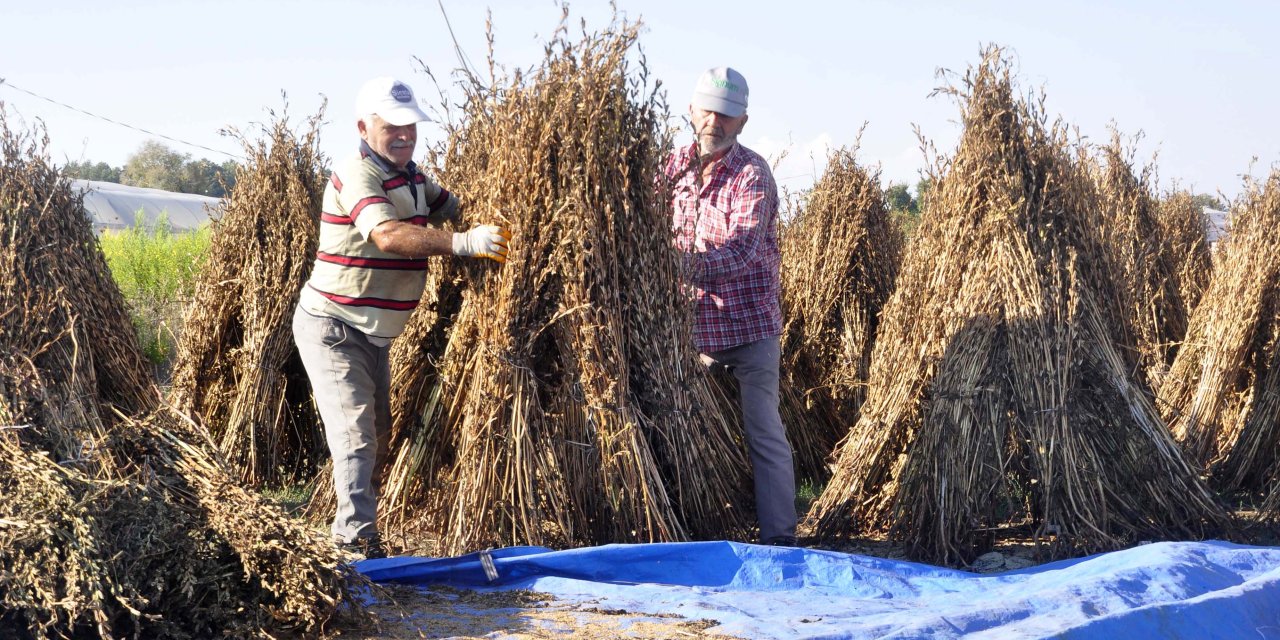 Osmanlı Sarayı'nın 'Altın Susamı' İçin Kalite Ve Verimlilik Çalışması