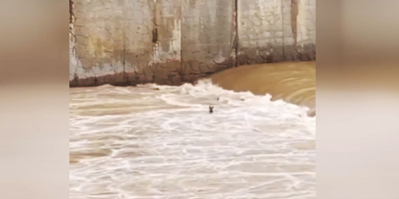 Rize'de dereye düşen karaca kurtarılıp doğaya salındı