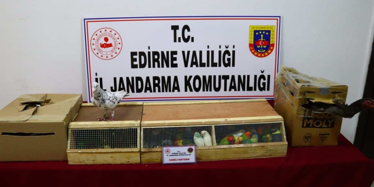 Edirne'de Durdurulan Otobüste Kaçak Hayvanlar Ele Geçirildi