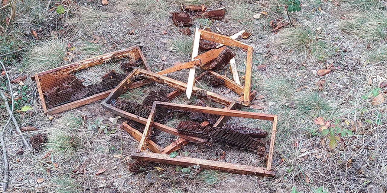 Çankırı'da Köye İnen Ayı, Arı Kovanlarını Parçaladı