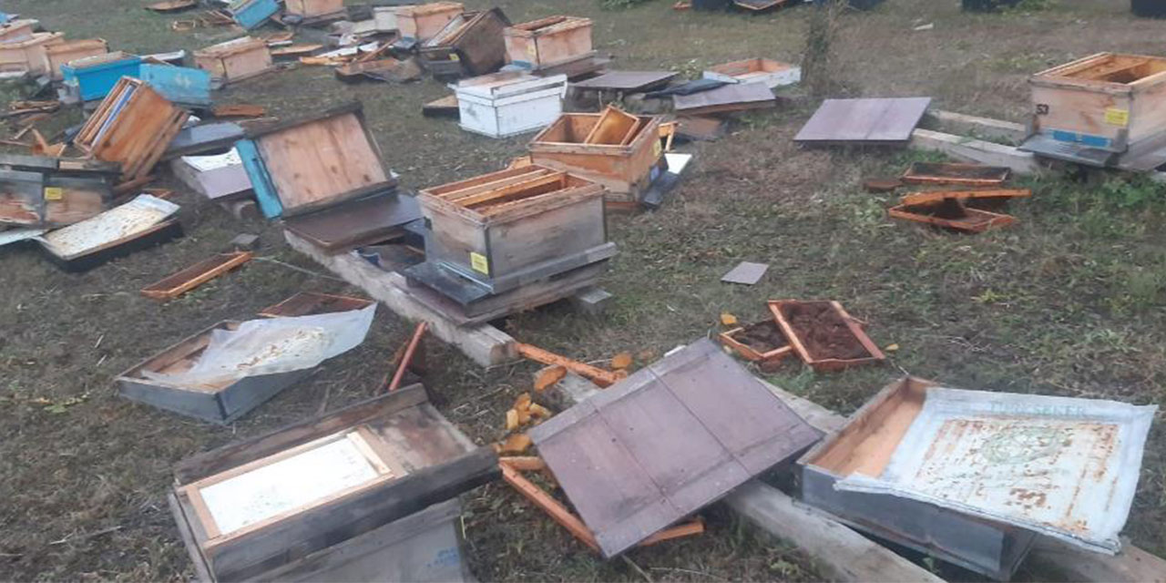 Artvin’de 60 kovanı parçalayan ayı 250 bin liralık zarara neden oldu