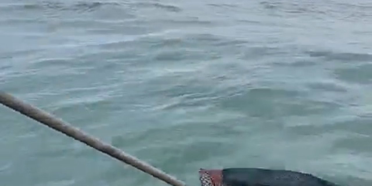 Denizde Mahsur Kalan Yavru Ayıyı Balıkçılar Kurtardı; O Anlar Kamerada