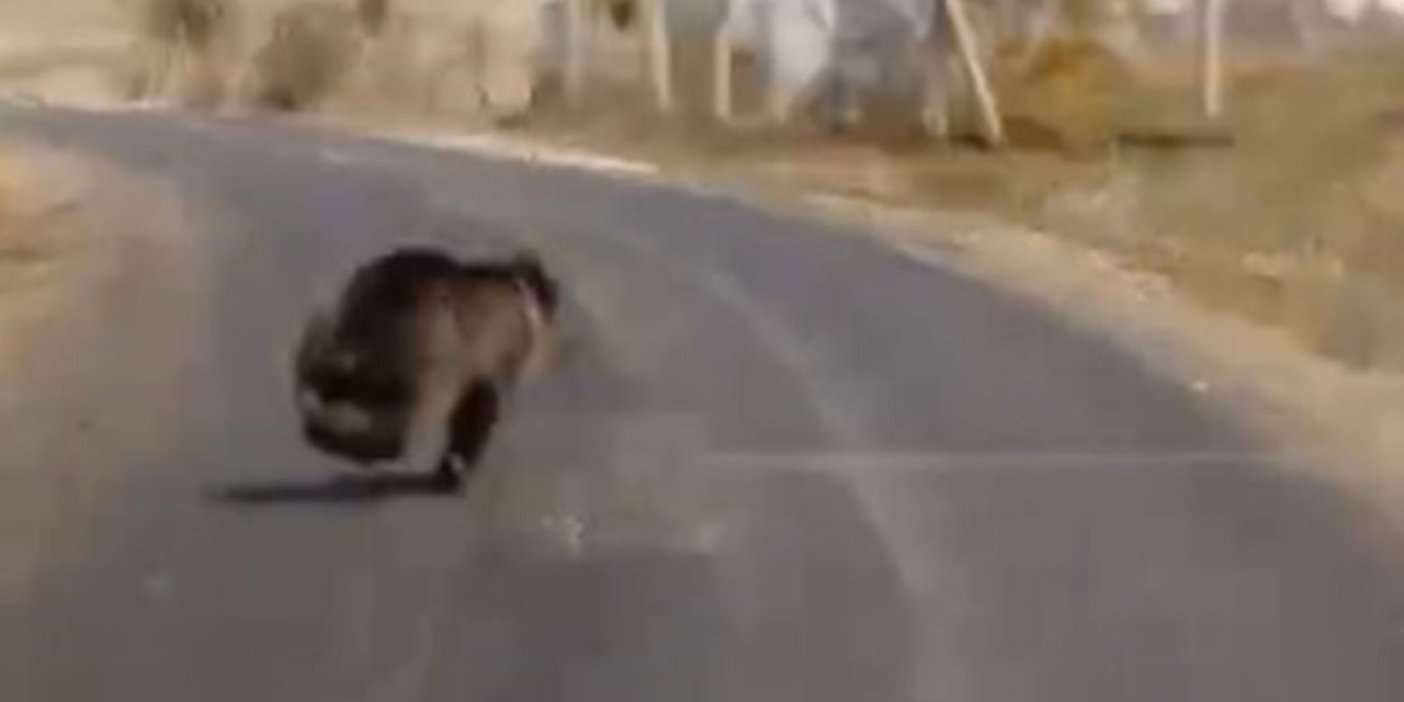 Ayı, gündüz vakti yolda aracın önüne çıktı