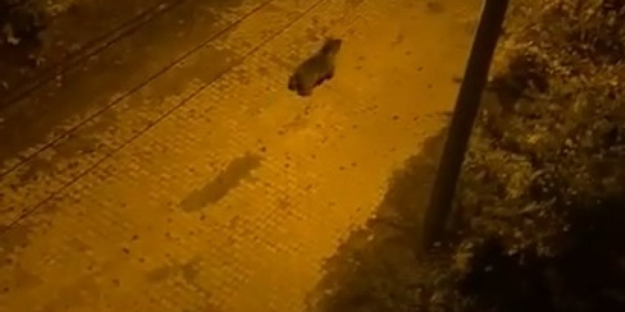 Bozayı Sokaklarda Yemek Aradı; O Anlar Kamerada