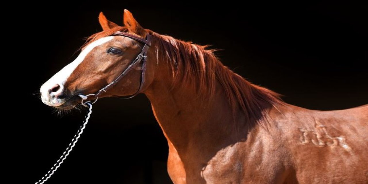 Yarış Atı 'özgünhan'ın Yavrusuna Rekor Fiyat