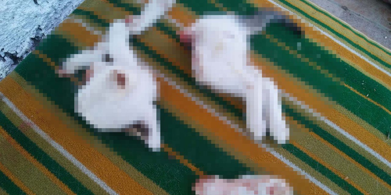 2 Yavru Kediyi Keserek Öldüren Şüpheli: Kasaplık Yaptığımız İçin İşi Profesyonelce Halletim