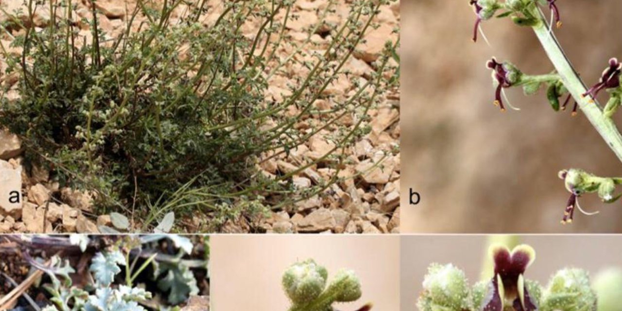 Alakır'da Keşfedilen Bitki Türüne, Çevreci Çiftin Adı Verildi