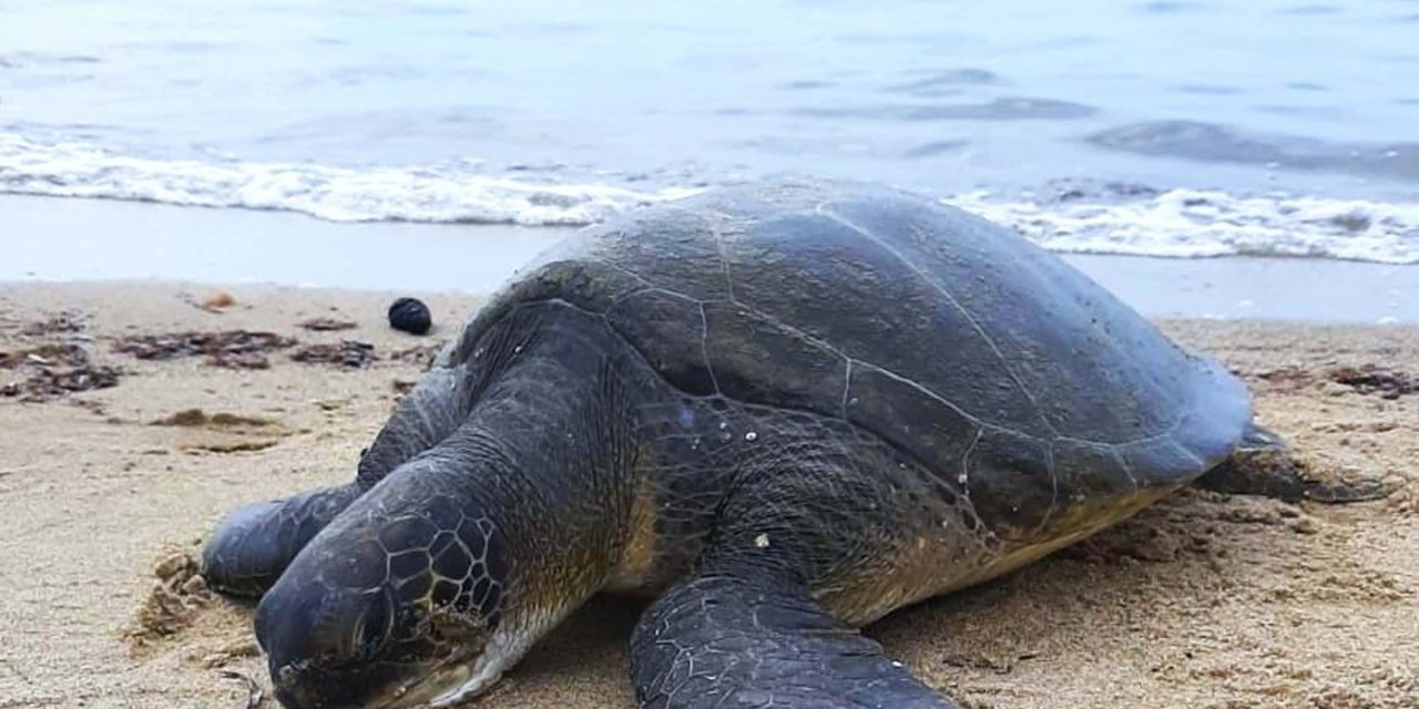 Kuşadası'nda Ölü 3 Yeşil Deniz Kaplumbağası Sahile Vurdu