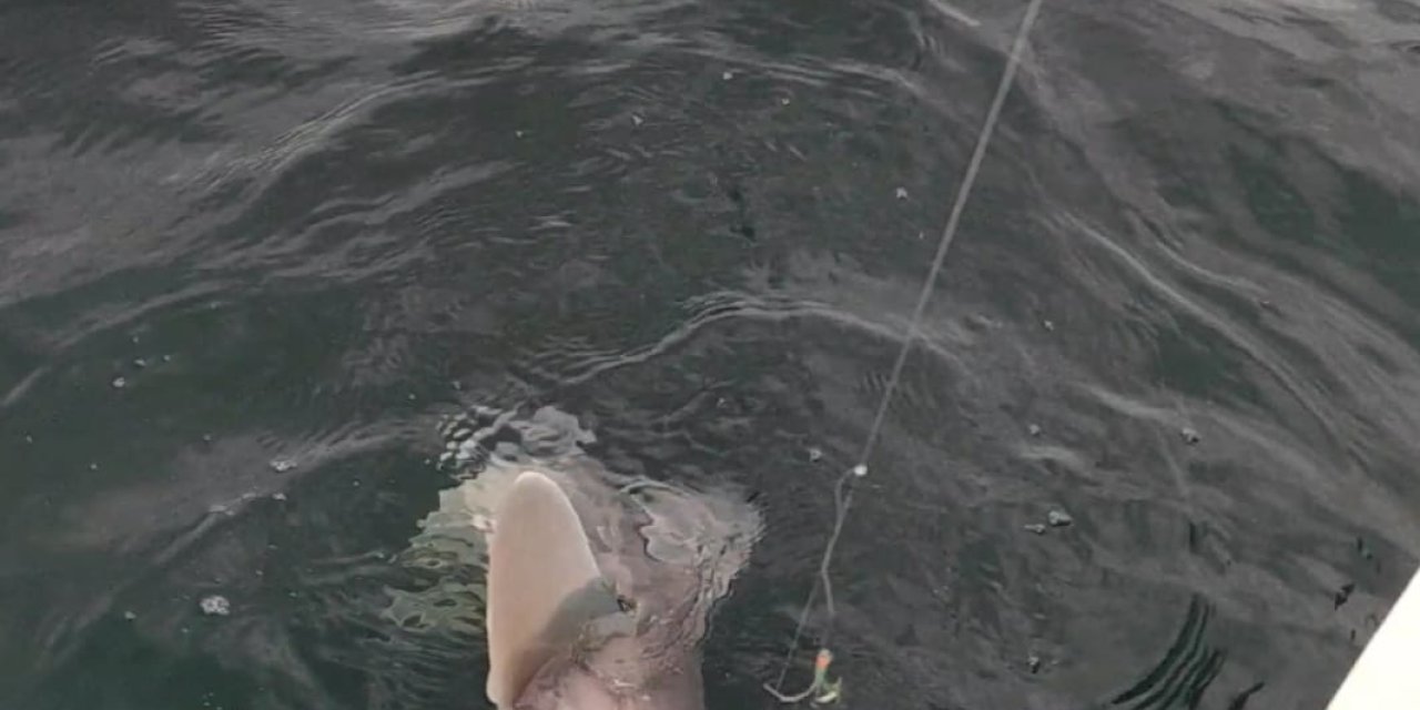 Oltalarına Takılan Köpek Balığını Karaya Çıkartmadan Denize Bıraktılar