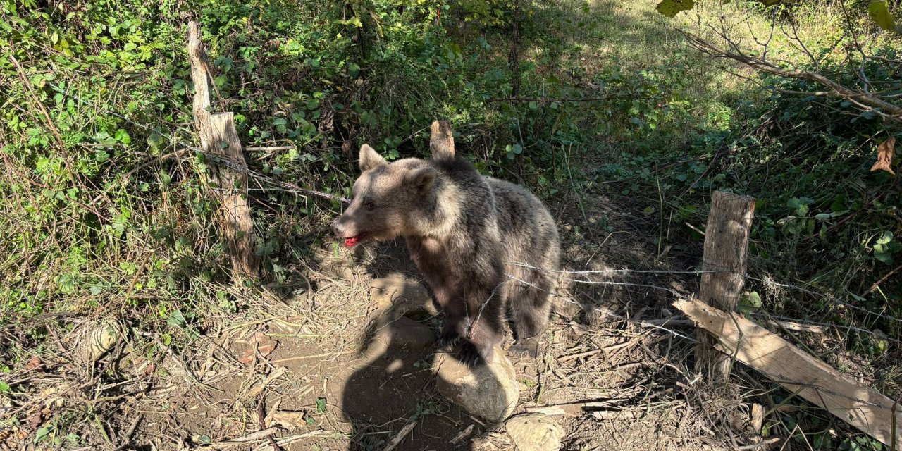 Domuz Tuzağına Yakalanan Bozayı Kurtarıldı