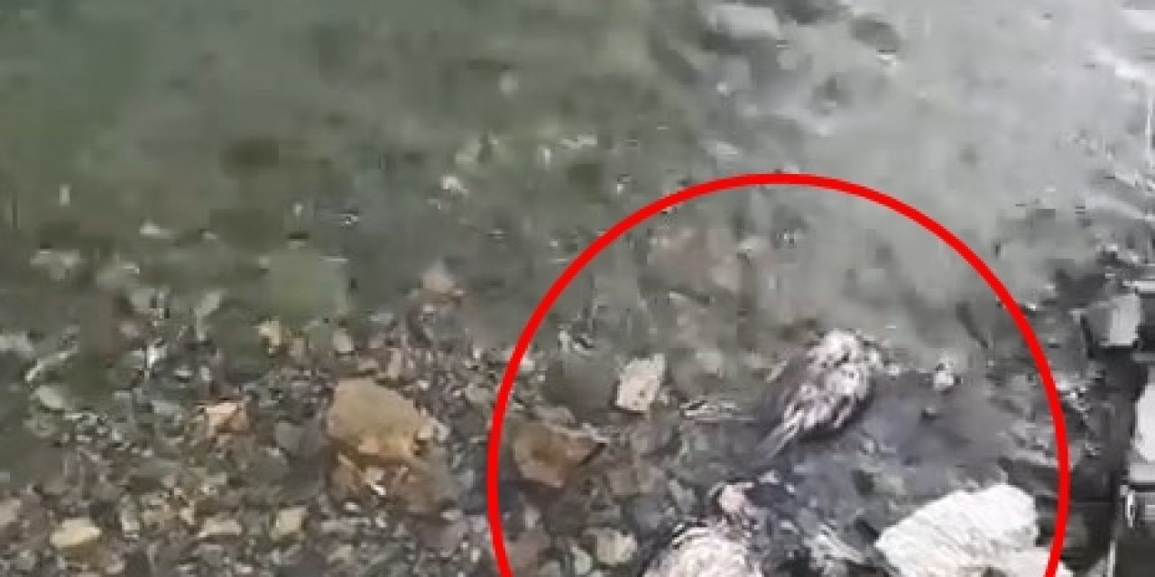 Elazığ’da Su Kenarında Şüpheli Keklik Ölümleri Tedirgin Etti