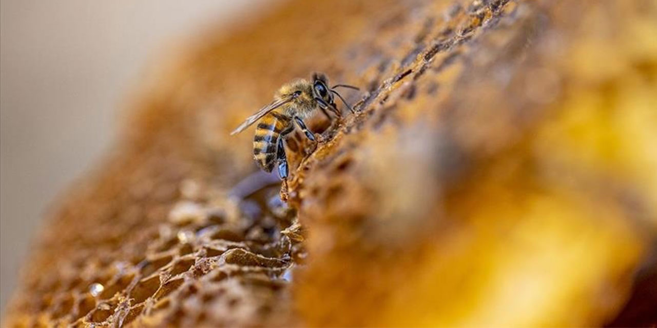 Organik arıcılık yapanlara kovan başına 30 lira destek verilecek