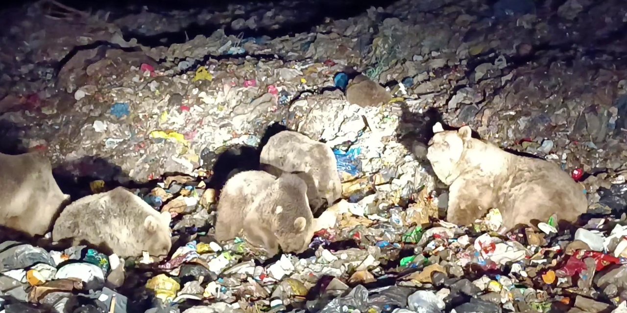 Bozayılar, Kış Uykusu Öncesi Beslenme İçin İlçeye İndi