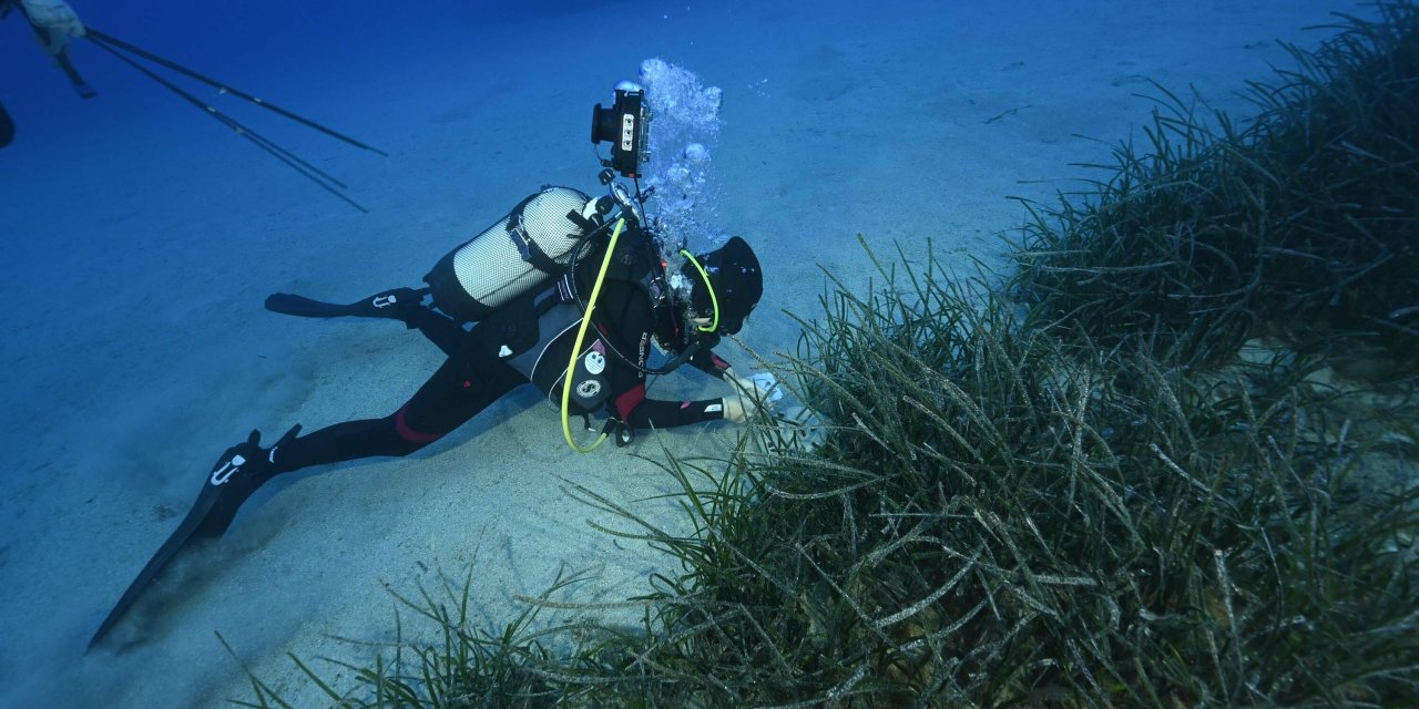 ‘Deniz Çayırlarının Korunmasına Yönelik Acil Harekete Geçmek Gerekiyor’