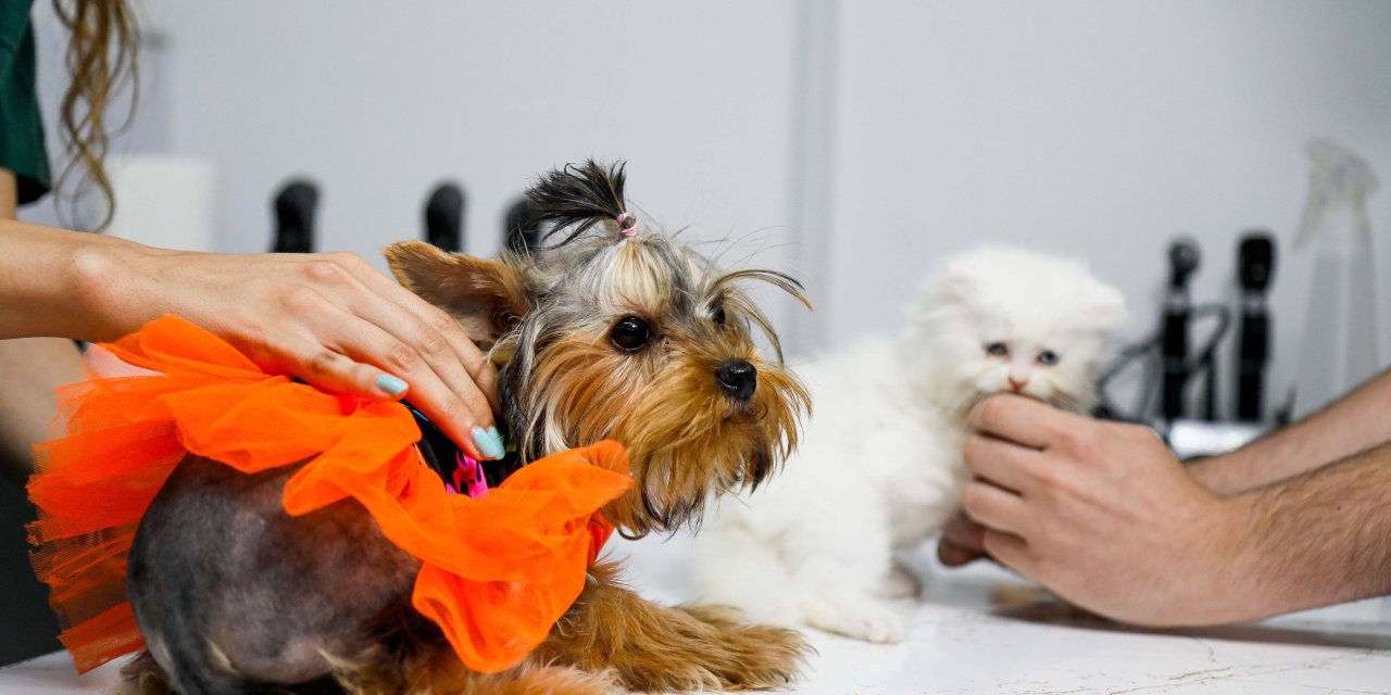 Antalya'da Kedi Ve Köpekler İçin Sağlık Sigortasına Yoğun İlgi