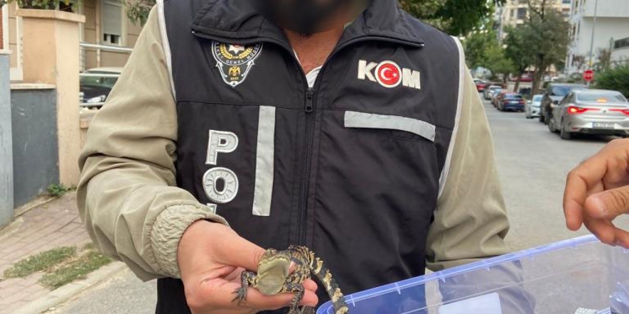 Ataşehir'de Evinde Nil Timsahı Besleyen Şüpheli Gözaltına Alındı