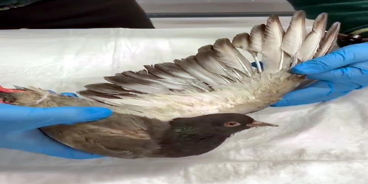 Tmo Patlamasında Yaralanan Güvercinler Sağlığına Kavuştu