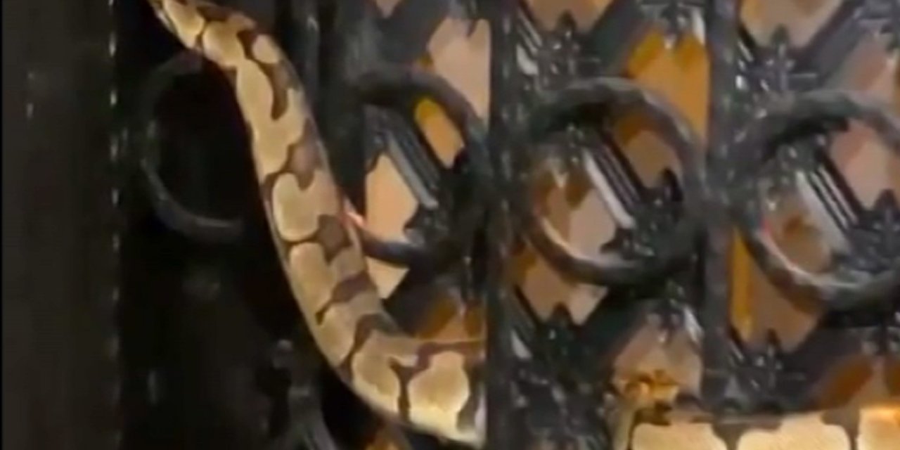 Antalya'da Site Kapısına Sıkışan 1,5 Metrelik Yılanı İtfaiye Kurtardı