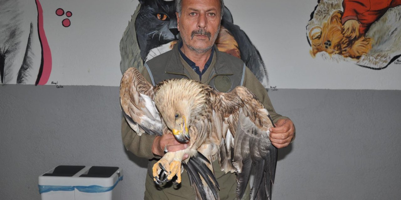 Göç Sırasında Bitkin Düşen Şah Kartal, Korumaya Alındı