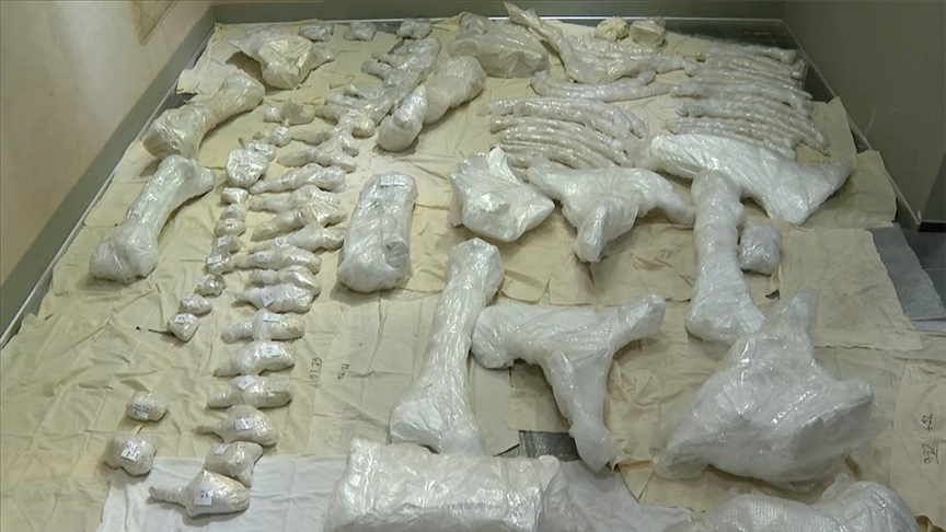 Depremde zarar görmeyen 3 bin 500 yıllık "Maraş Fili" korumaya alındı