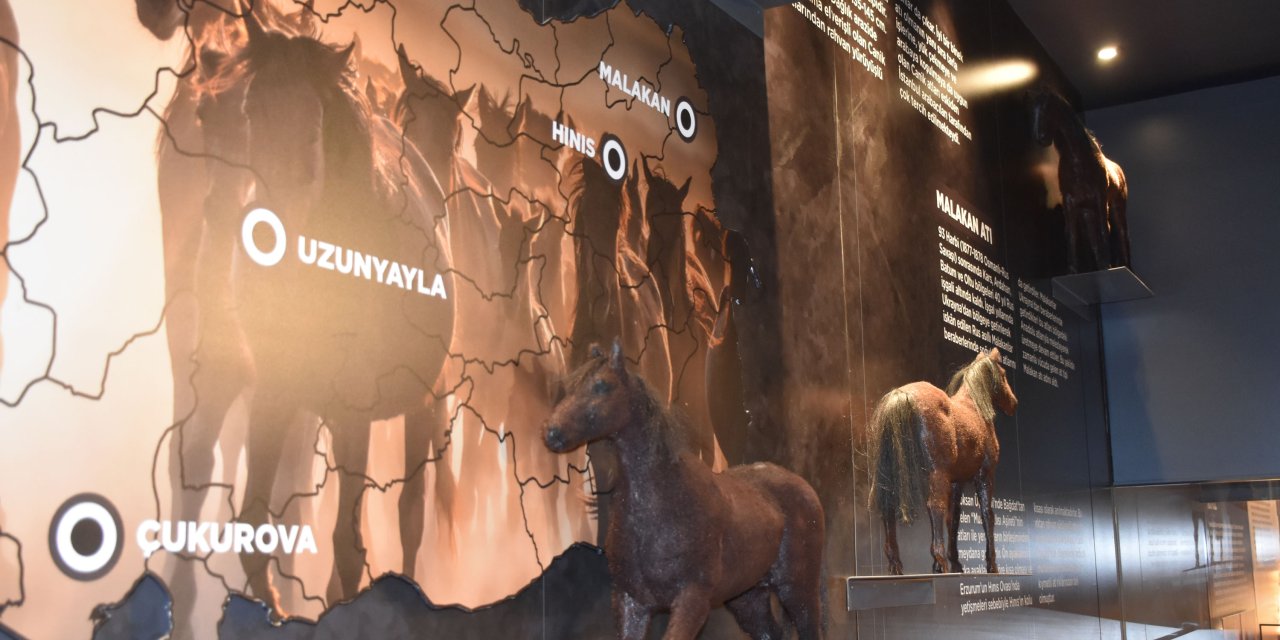 Anadolu'nun Savaş Atı 'Uzunyayla' Irkı Müzede Tanıtılıyor