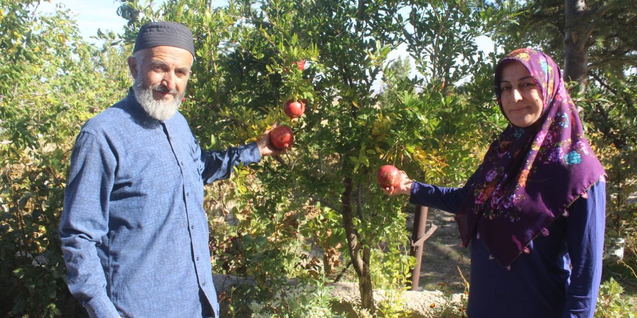 Ağaç Merakıyla Bölgede Olmayan Ürünleri Yetiştirdi