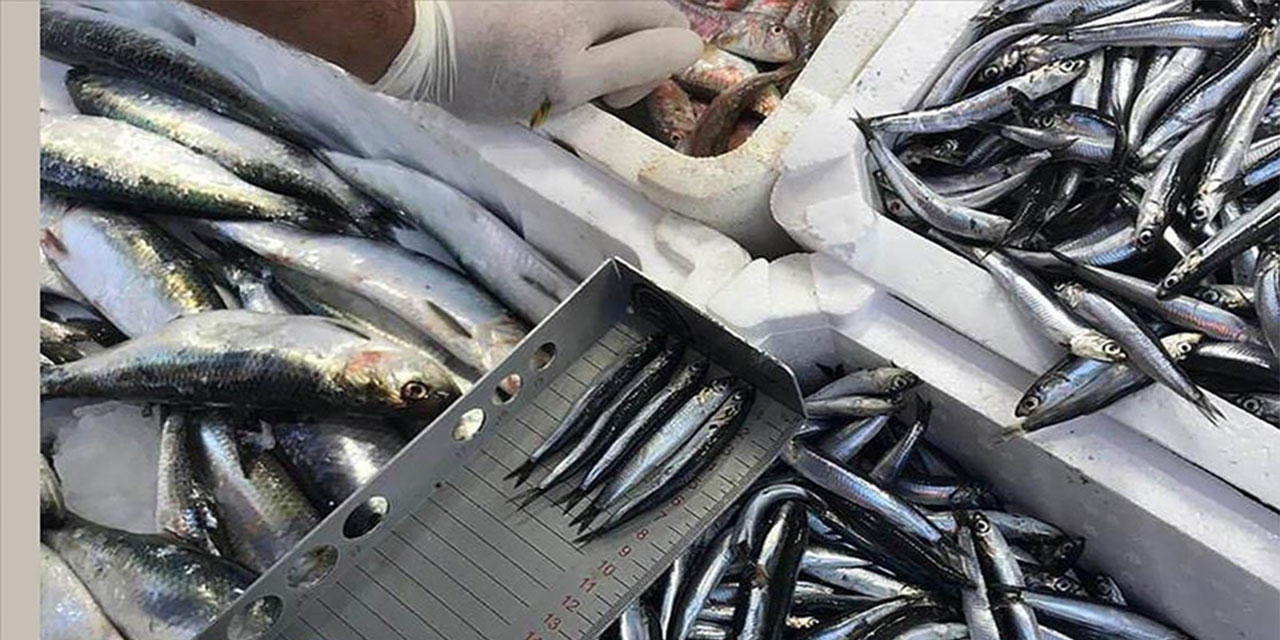 Denetimlerde ele geçirilen su ürünleri yardım kuruluşlarına bağışlanıyor