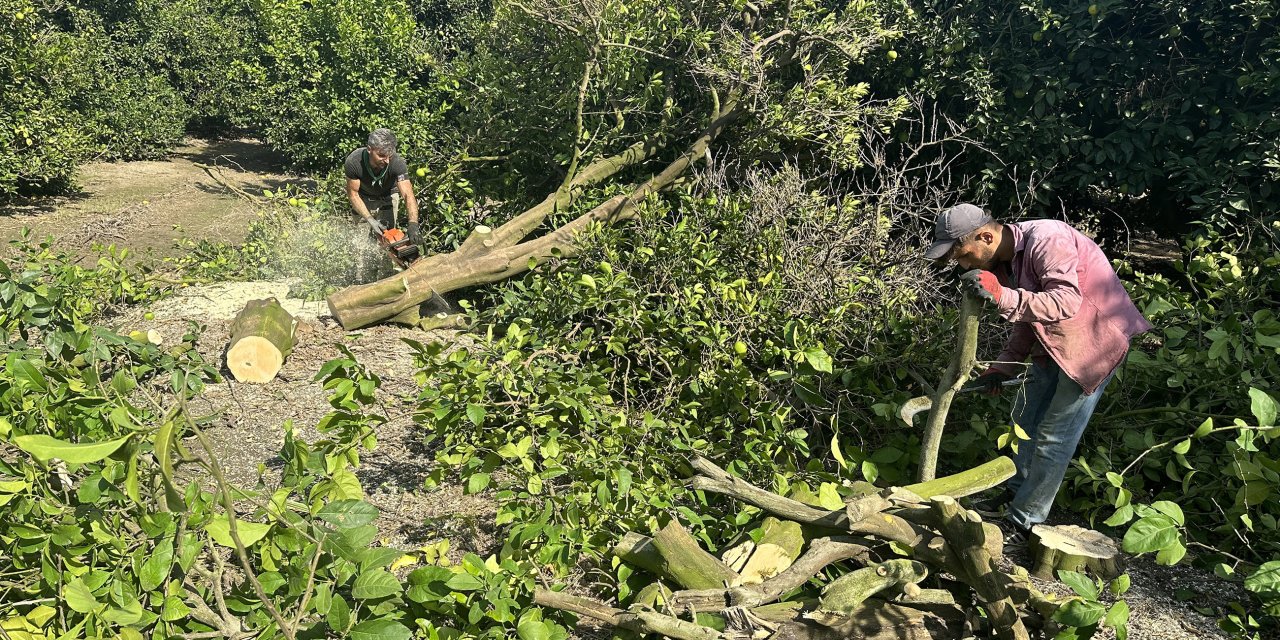 Dalında Para Etmeyen Narenciye Ağaçları Kesiliyor
