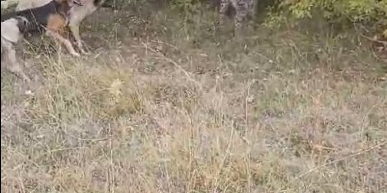 Vaşak Ve Köpeklerin Karşı Karşıya Geldiği Anlar Kamerada