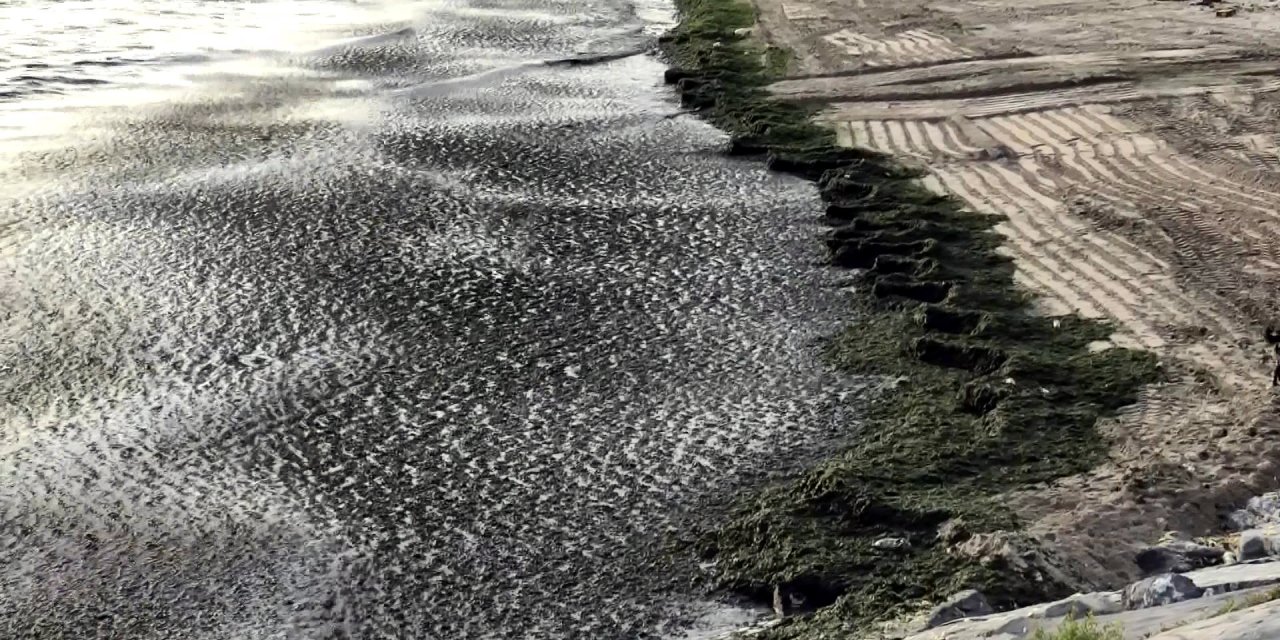 Avcılar'da Sahil Yosun İle Kaplandı