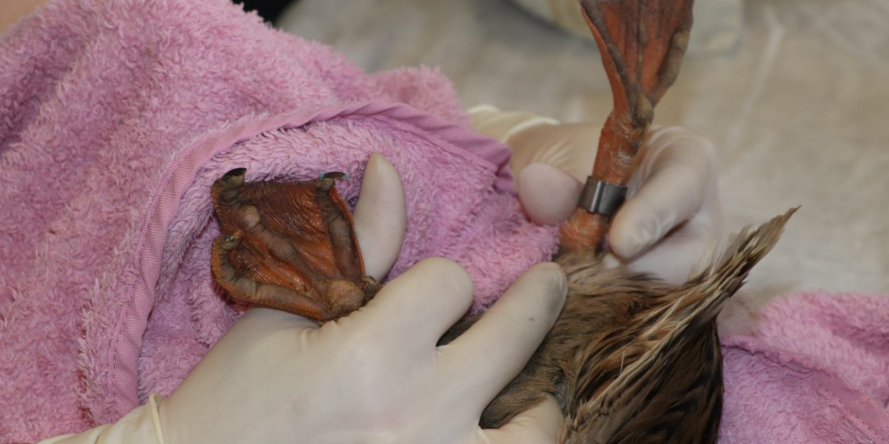 Yaralı Hayvanlara 'Halkalı' Rehabilitasyon