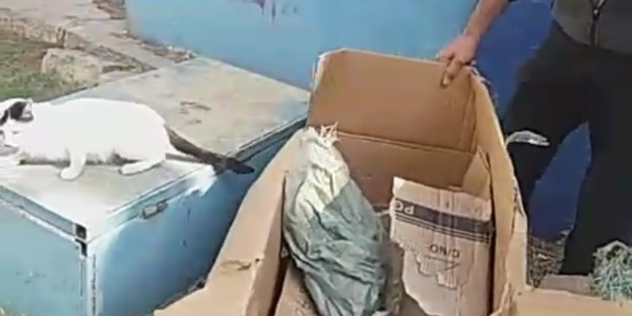 Poşete Koyduğu Kedileri Parka Bıraktı, Tepki Gördü