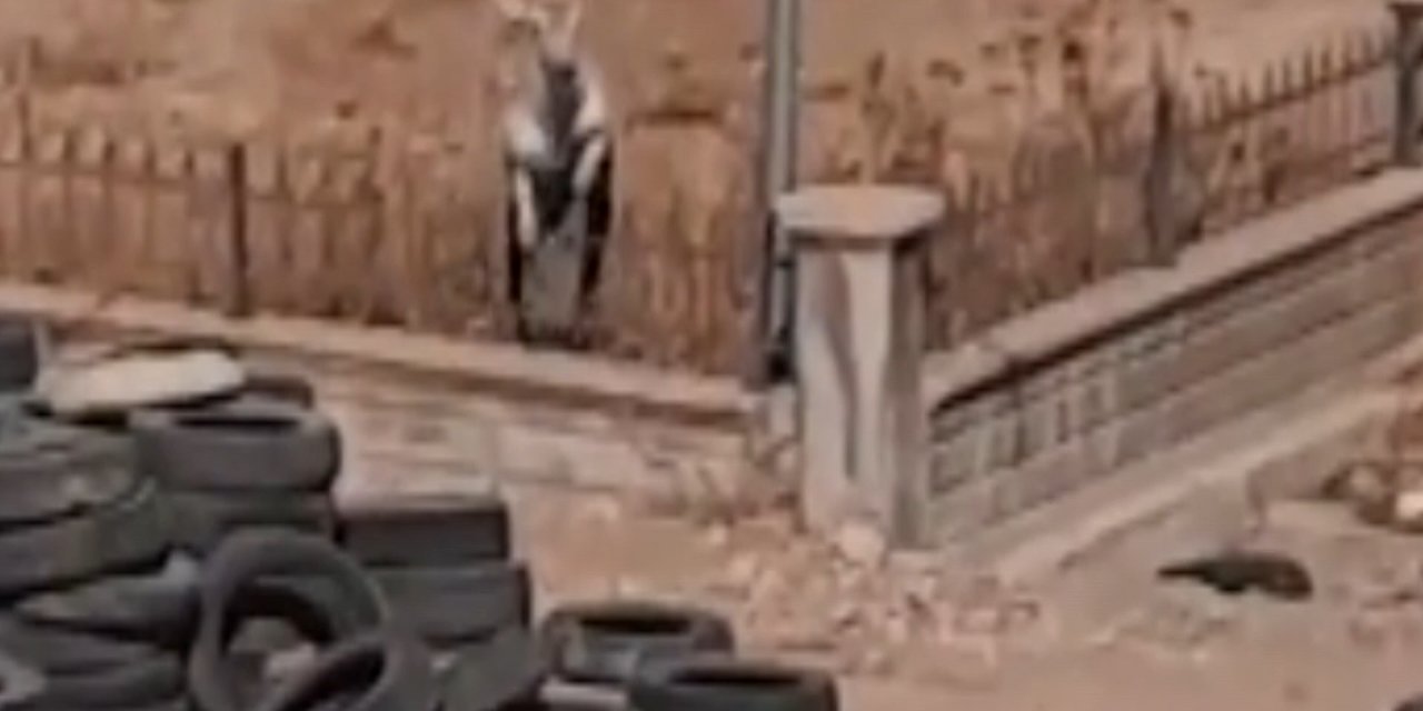 Hastane Bahçesine Giren Ceylan Kamerada