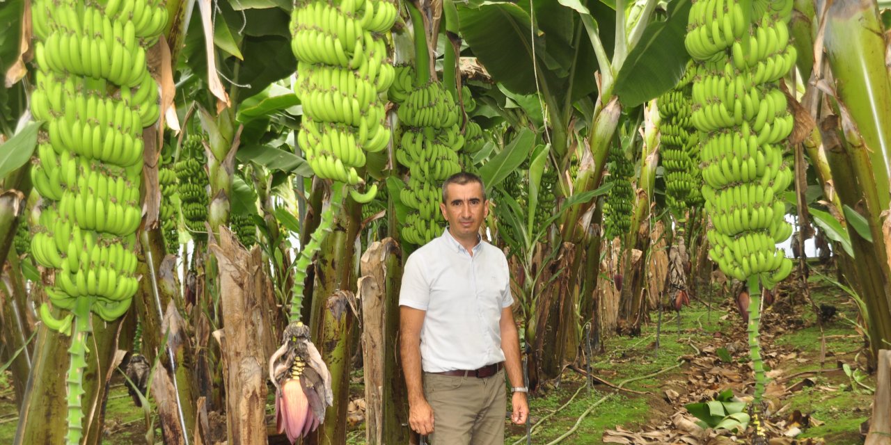 Manavgat'ta Muz Üretiminde 'Organik' Dönem