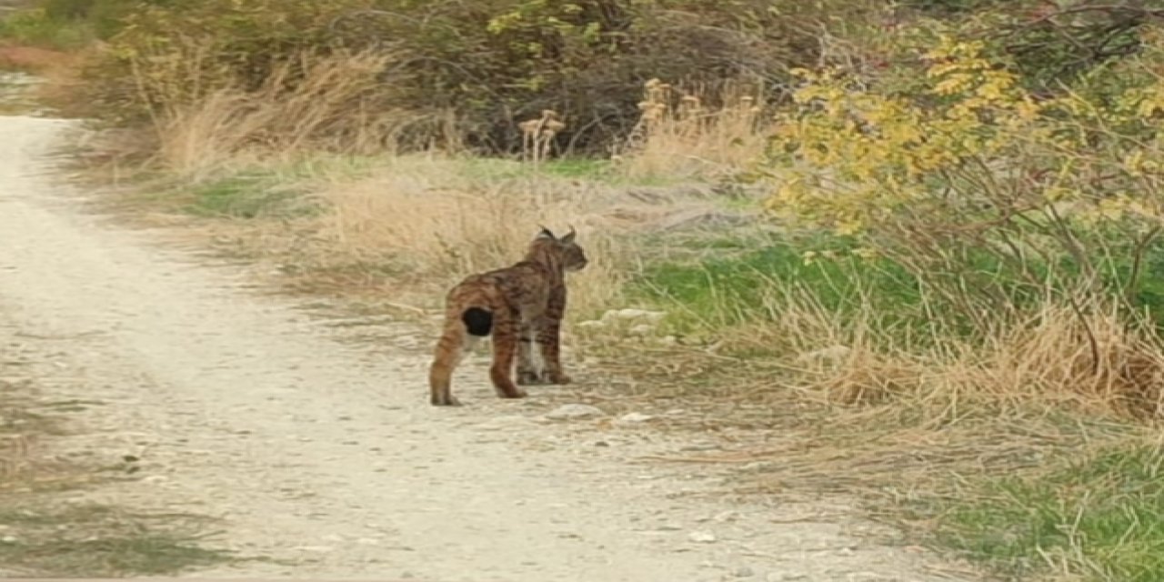 'Ormanın Hayaleti' Vaşak, Cep Telefonu Kamerasında