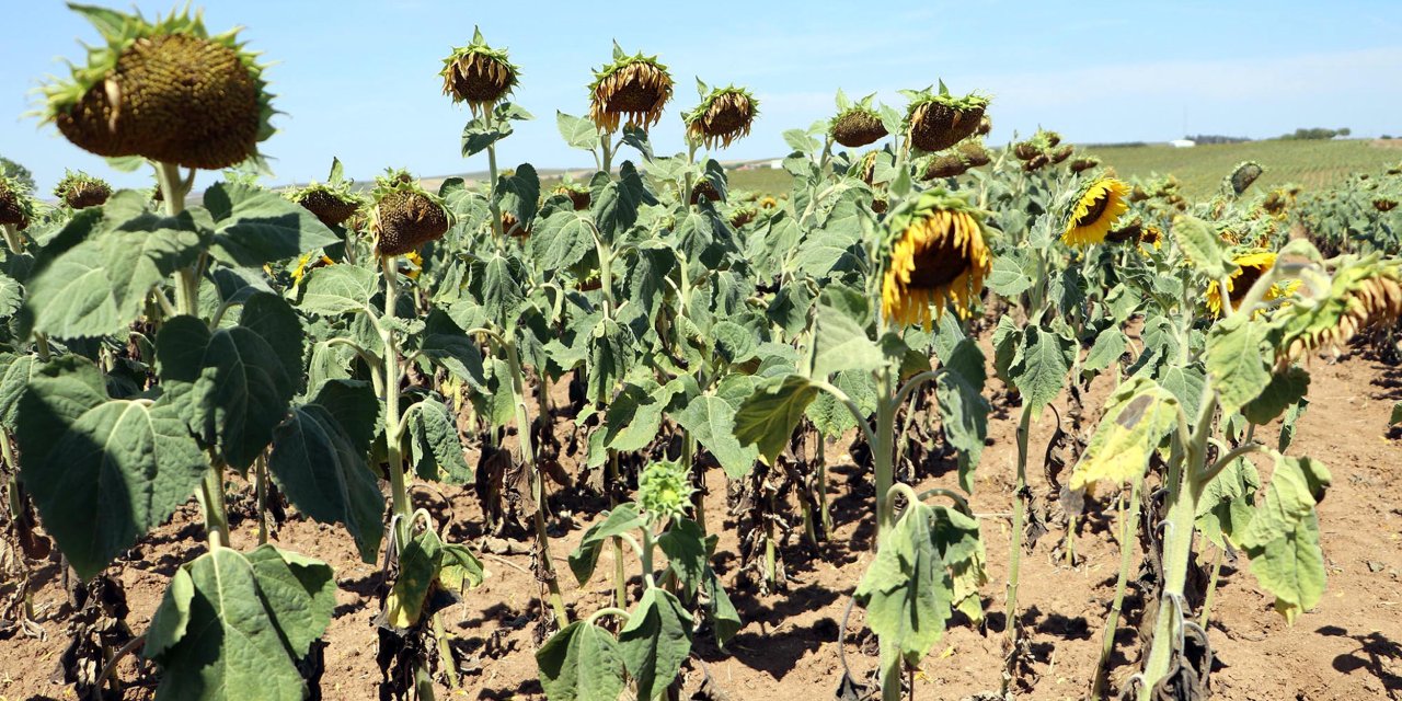 'Milli Ayçiçeği Tohumu Kuraklıkta Yüzde 30 Verim Farkı Yarattı'