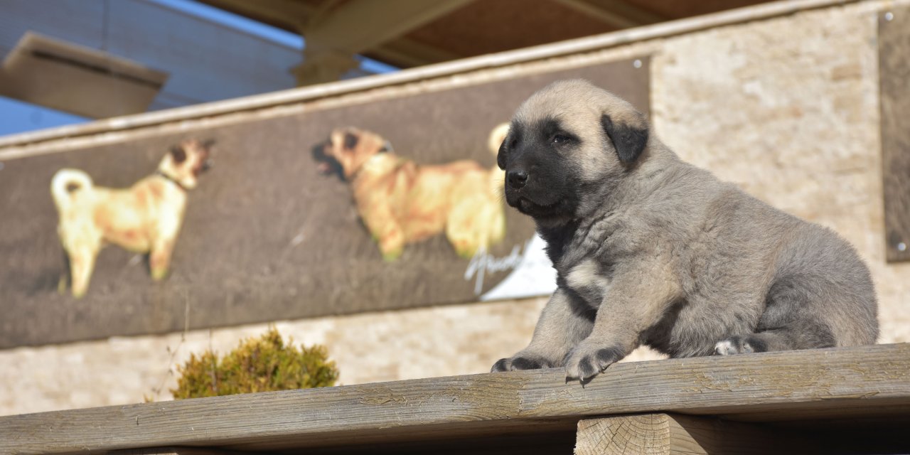 Türkmenistan Devlet Başkanına Hediye Edilen Kangal Köpeği Gönderildi