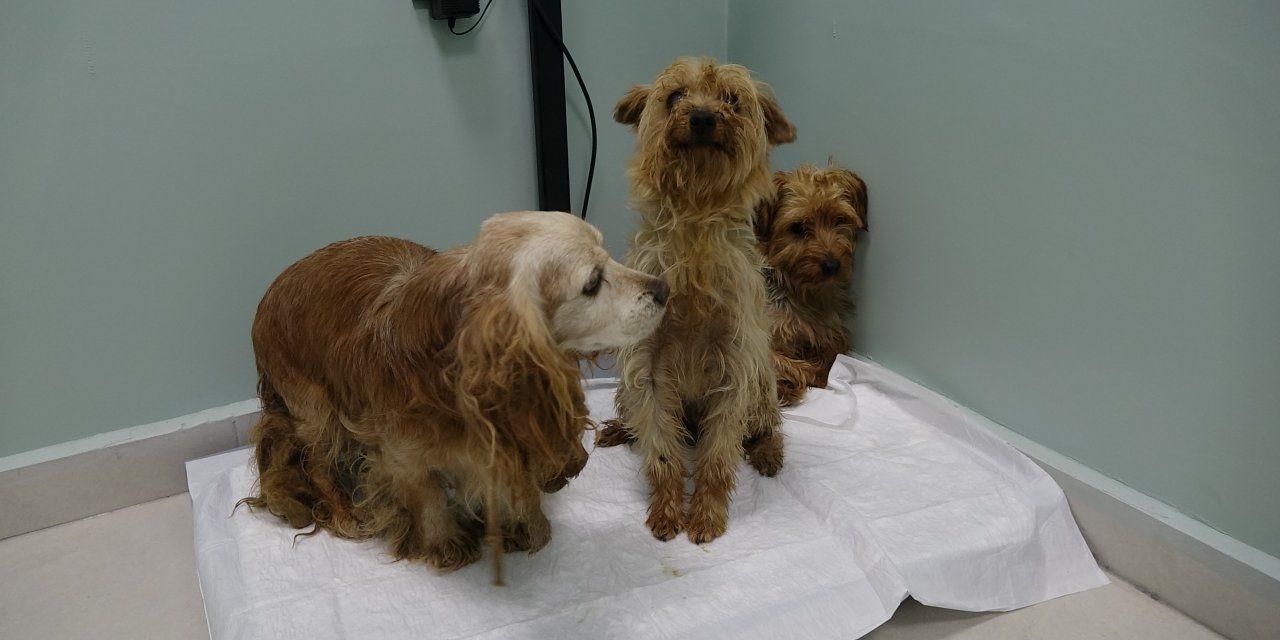 Merdiven Altı Üretimin Ardından Sokağa Atılan 3 Cins Köpek, Bitkin Halde Bulundu