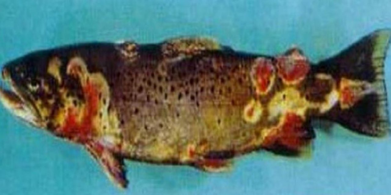 Balıkta 'Vhs' Tehdidi