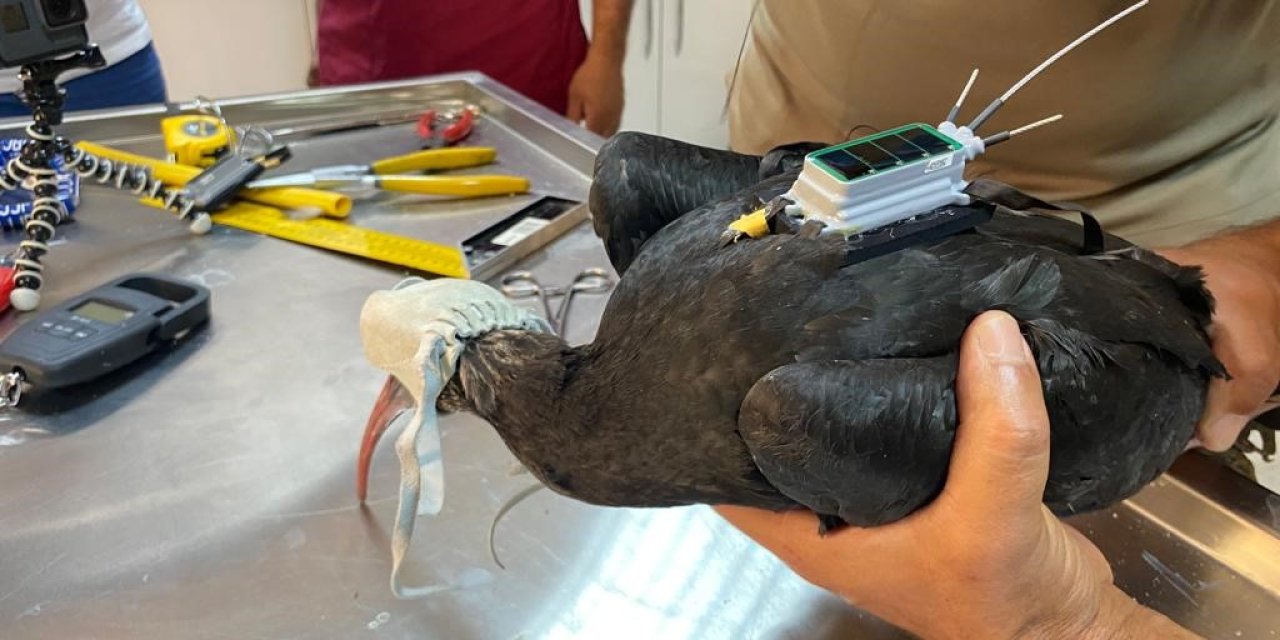 Kelaynağa 'Kırmızı' Koruma