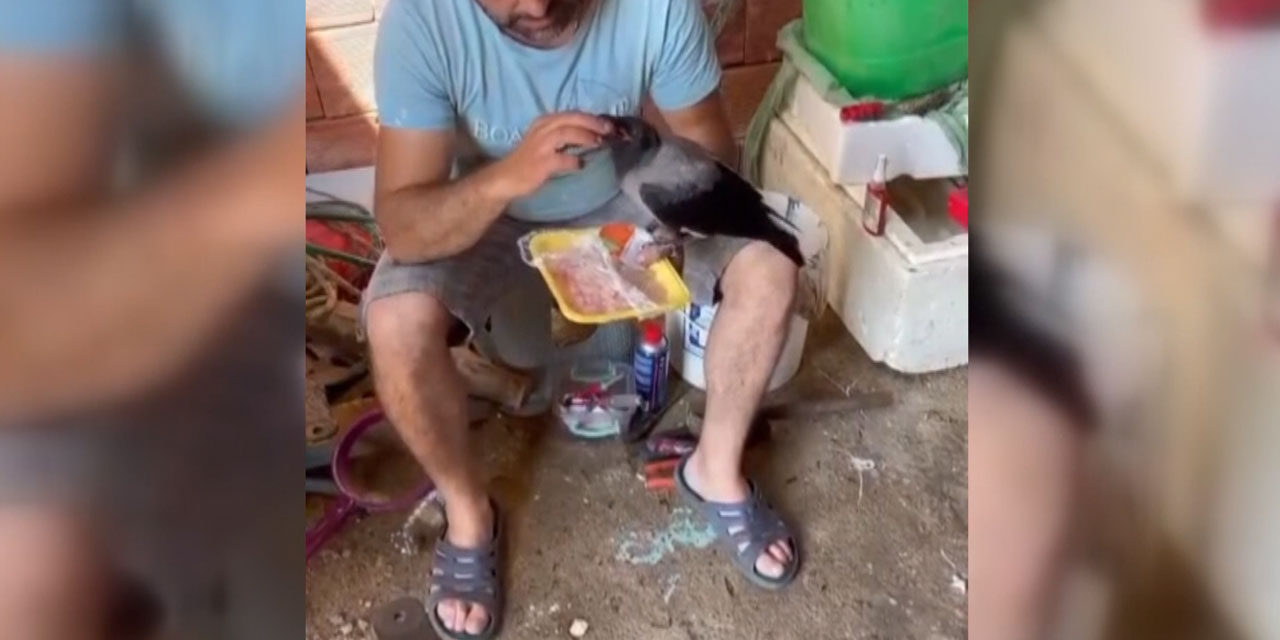 Rize'de balıkçılar ile karganın dostluğu ilgi çekiyor