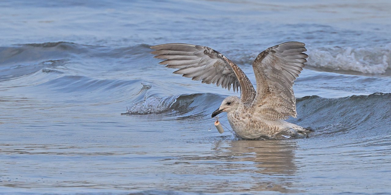 Olta İğneleri Batan Martı Tedavi Edildi