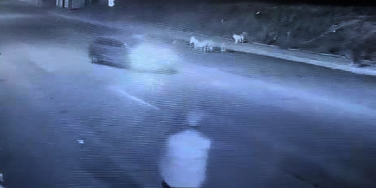 Avcılar’da Ezdiği Sokak Köpeğine Dönüp Bakıp Gitti