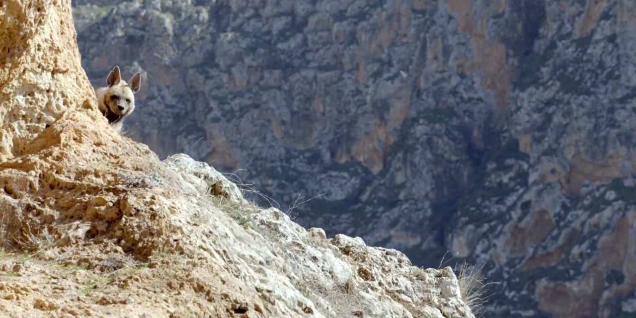 Nesli Tehlike Altındaki Çizgili Sırtlan Görüntülendi