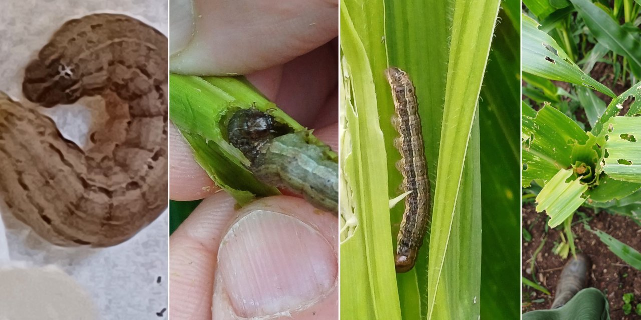 Çiftçilerin Yeni Düşmanı: Güz Tırtılı